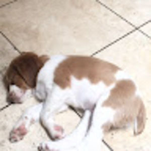 Meet your Posher, Rowan